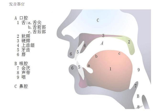 位之間的運動轉換能力直接影響元音的構音,是最重要的構音器官下頜